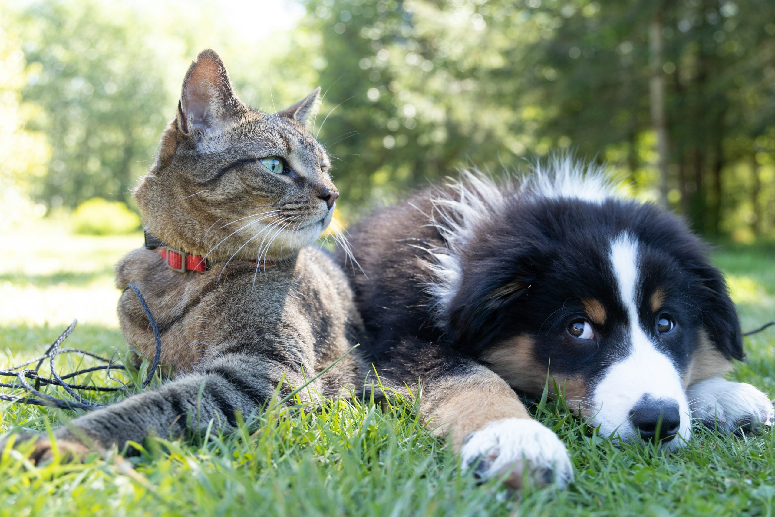 Pet Care
